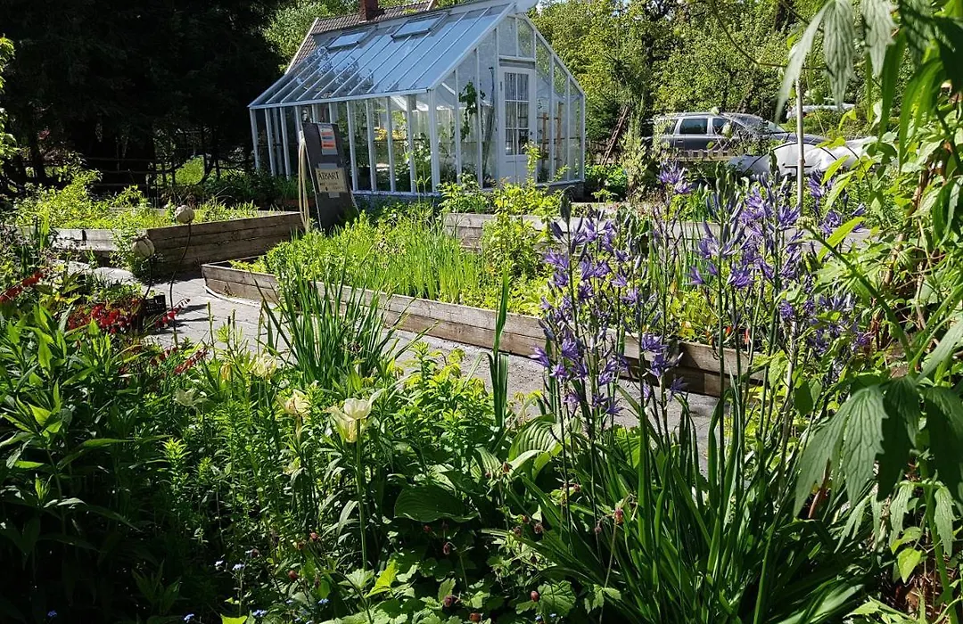 Perenner Pa Bakgarden-1