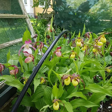 Perenner Pa Bakgarden-3